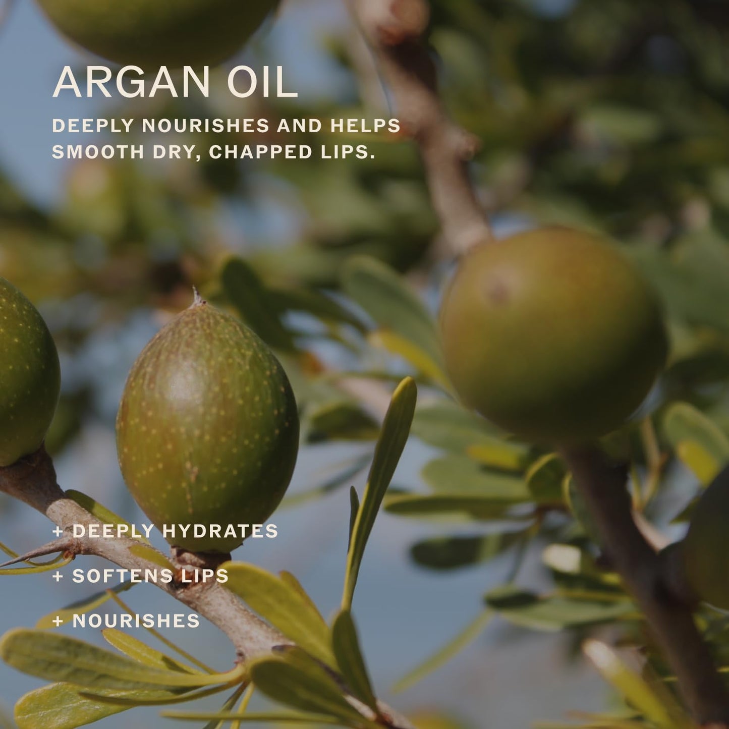 Sahajan Lip Karma Chai | Nourishing Lip Balm with Argan Oil, Castor Oil, Vitamin E | Clean Ayurvedic Hydrating Lip Balm | Softens, Smooths, Soothes Chapped Dry Lips, Lasting Moisture | 0.4 fl oz