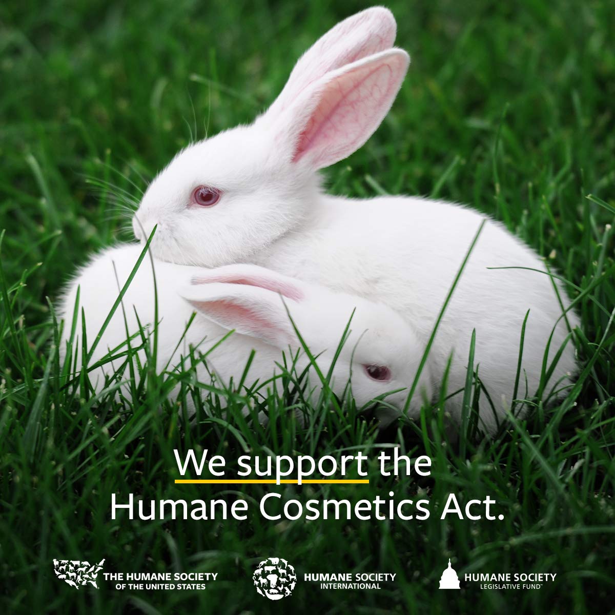 US Organic Castor Oil, USDA Certified Organic,Expeller Pressed, Hexane Free, 100% Pure & Natural moisturizing and Emollient Properties, for Skin, Hair Care, Eyelashes, DIY Projects (4 oz (115 ml))