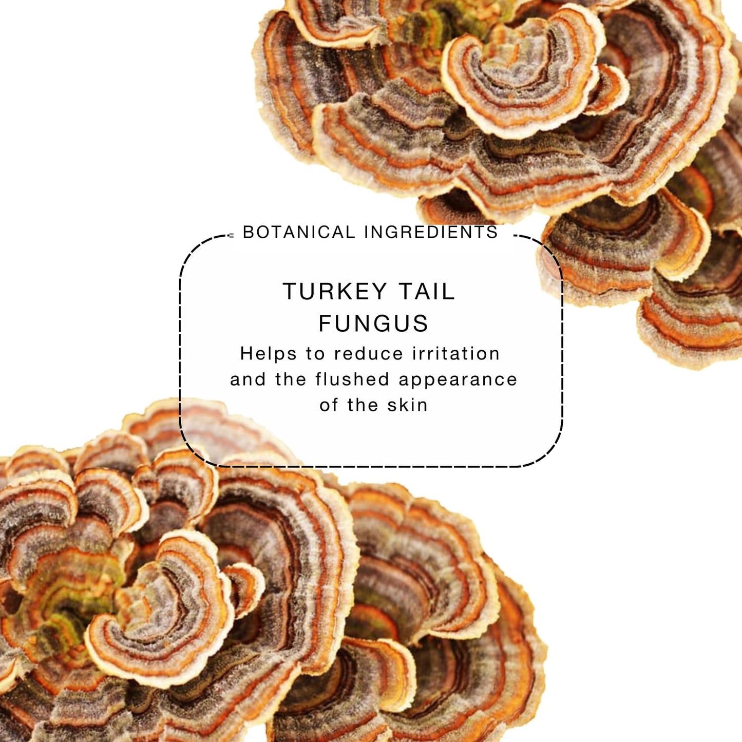 biba de sousa The Micellar Water, No-Rinse Cleanser & Facial Makeup Remover - Soothing Cleanser for Sensitive Skin - For All Skin Types (8oz)