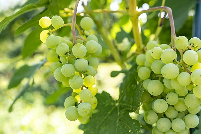 Grapeseed Oil Pure Natural Organically Sourced Grape Seed Cold Pressed 16 or 32 oz Hair Face Skin Massage Moisturizing (16 oz)