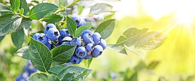 Blueberry Seed Oil - Pure, Refined, Cold Pressed, Unscented, Deodorized, Filtered, Non-GMO Berry Carrier Oil for Skin, Hair, Nail, Body, Face Care - 8 oz - Hydrating, Moisturizing