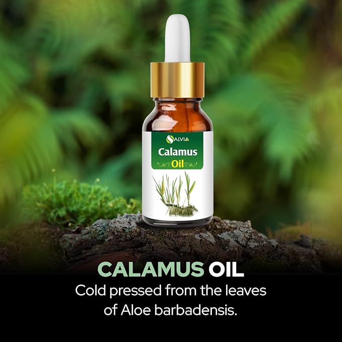 Calamus Oil (Acorus Calamus) Therapeutic Essential Oil with Dropper by Salvia Amber Bottle Natural Uncut Undiluted Pure Cold Pressed Aromatherapy Premium Oil - 50ML/ 1.6 fl oz