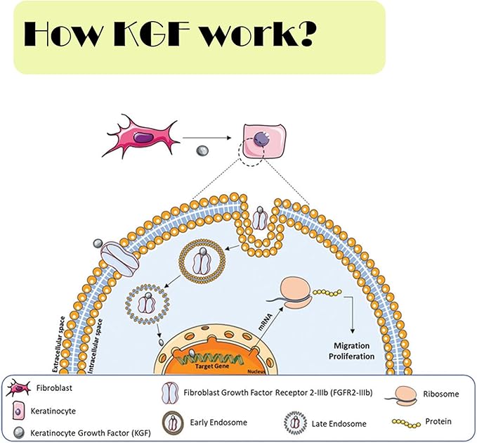Keratinocyte Growth Factor Powder - KGF Freeze-Dried Powder Cosmetic Grade for Sensitized Skin, 1Milligrams, 900000IU, 96% Purity (2mg)