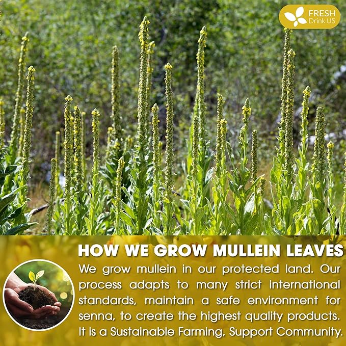 FreshDrinkUS, Premium 25 Mullein Leaf Tea For Lungs, Lung Detox Tea, Great Tea For Lung, Handmade, 100% Natural & Pure, Mullein Tea, Lung Detox For Smokers, No Sugar, No Caffeine, No Gluten, Vegan