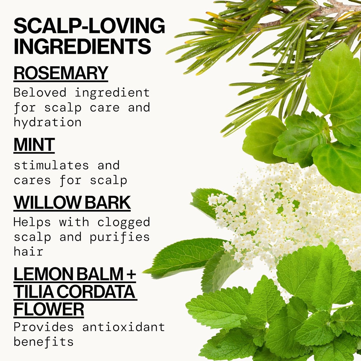 Pacifica Conditioner – Rosemary Purify Invigorating Conditioner with Hydrating Jojoba & Cooling Mint for Balanced Moisture, Sulfate-Free, Vegan & Cruelty-Free, 8 oz